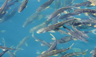 死鱼怎么保存保鲜? 死鱼保存保鲜方法