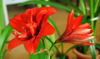 朱顶红花语 朱顶红花语有什么