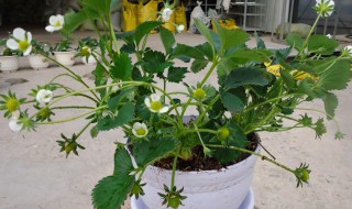 盆栽葫芦种植方法 盆栽葫芦怎么种植