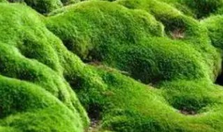 青苔种植养护方法和时间（青苔种植养护方法和时间注意事项）