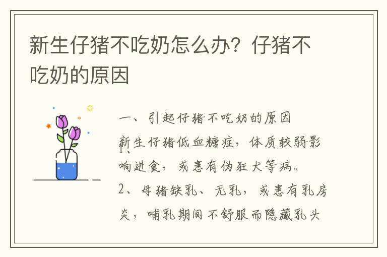 新生仔猪不吃奶怎么办？仔猪不吃奶的原因