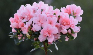 促使杜鹃花老桩萌芽的方法 怎样使杜鹃花老桩萌发