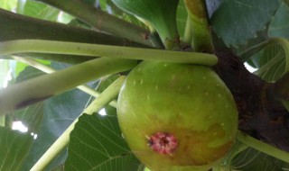 无花果的繁殖方法 无花果如何繁殖
