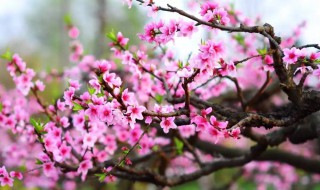 桃花防冻的最佳方法 桃花防冻方法分享