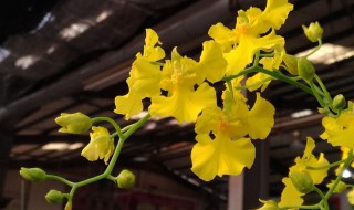 文心兰怎么养才能开花 如何养文心兰才会开花