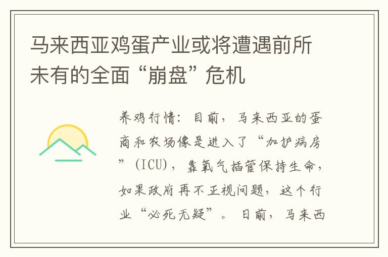 马来西亚鸡蛋产业或将遭遇前所未有的全面 “崩盘” 危机