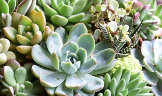 多肉的养护小妙招 多肉植物怎么养护