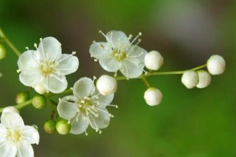 珍珠梅一年开几次花