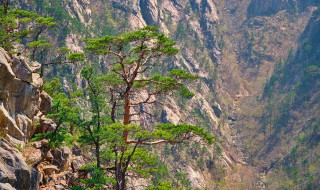 陇南有哪些著名旅游景点 陇南市有哪些著名的旅游景点