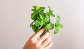 薄荷种子几天发芽 薄荷种子一般几天发芽