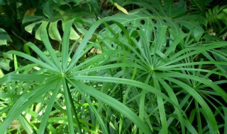 风车草的功效与作用 风车草的功效有哪些