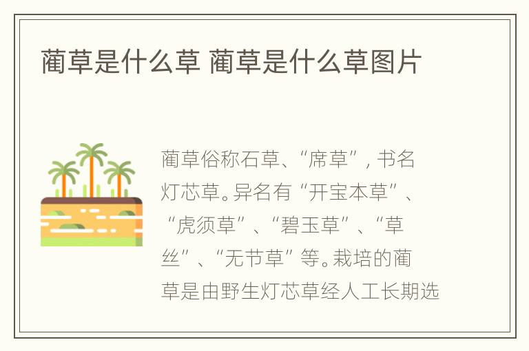 蔺草是什么草 蔺草是什么草图片
