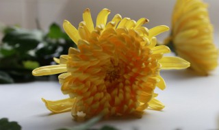清明节买什么东西扫墓 清明节扫墓带哪些祭品