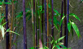 紫竹种植方法 紫竹种植方法和注意事项