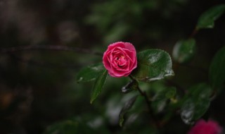 花卉种子种植方法 花卉种子怎么种植方法