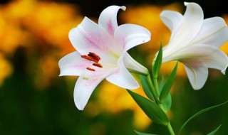 百合花有什么特点和精神 百合花的特点以及精神介绍