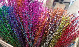 银柳干花怎么养 银柳干花如何养