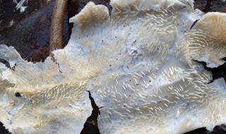 家禽脱毛蜡使用方法 家禽脱毛蜡使用技巧