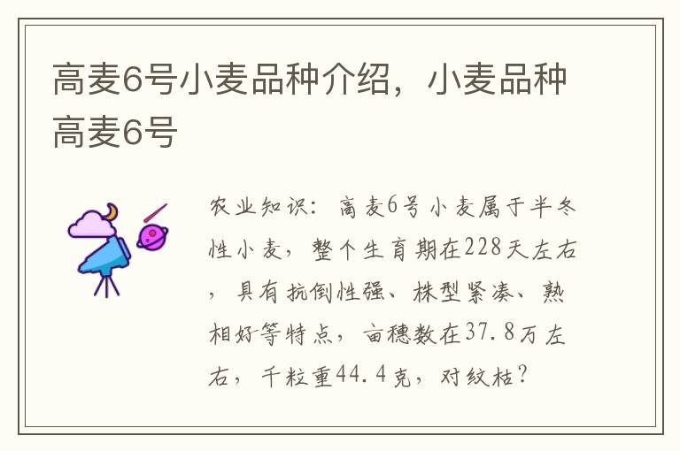 高麦6号小麦品种介绍，小麦品种高麦6号
