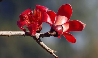 木棉花和攀枝花是一种花吗 木棉花介绍
