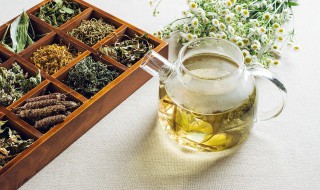 槐花泡水喝的功效及禁忌 槐花泡水喝的功效有哪些