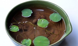 碗莲发芽技巧 碗莲快速催芽方法分享