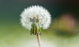 蒲公英的毛毛能不能喝 蒲公英的毛毛是否可以喝