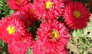 菊花种子怎么保存方法 菊花种子怎么保存技巧