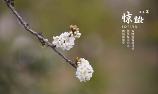 惊蛰刮风有什么谚语吗 惊蛰的简介