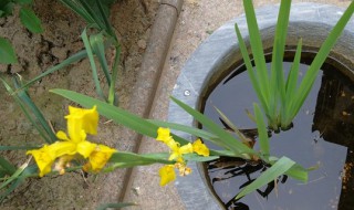 菖蒲怎么养才能更旺盛 菖蒲的养殖方法