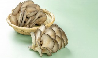 平菇最简单的种植方法（平菇最简单的种植方法和时间）