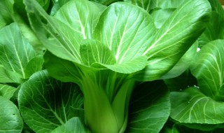 蒜香小油菜做法步骤 蒜香小油菜需要哪些材料