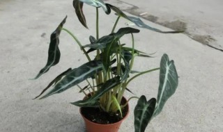 海芋适合室内种吗（海芋在室内养殖好吗?）