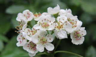 山楂花花语 山楂花的简介