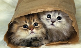 猫拉不出屎怎么办 猫拉不出屎怎么办吃啥药