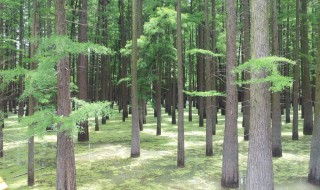 杉树苗种植方法 什么时候种植杉树好呢
