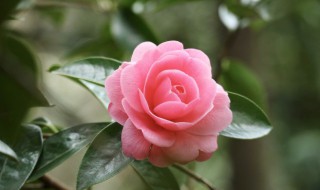 花的种类及花语 25种常见花花语大全