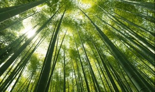 海竹是什么 海竹的介绍