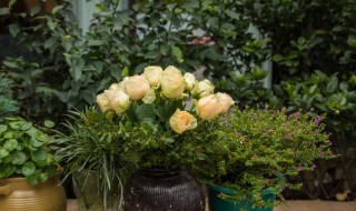 夜来香花语 夜来香花语简述