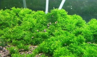 养海草注意事项 怎么养海草?