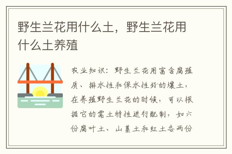 野生兰花用什么土，野生兰花用什么土养殖