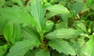 马兰头种植方法（马兰头种植方法和时间）