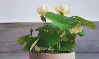 大容器碗莲种植方法教程 碗莲的种植方法介绍