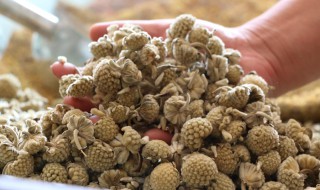 绿萝花茶的功效和作用副作用 绿萝花茶哪些人不能饮用