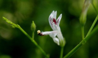 穿心莲种植的时间和方法 穿心莲的种植方法介绍