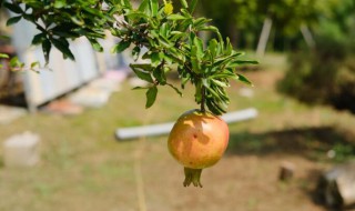 石榴花种植方法及注意事项 石榴花种植方法及注意事项有哪些