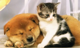 怎么让猫不叫（半夜怎么让猫不叫）