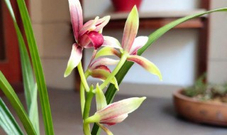 国魂兰花种植方法 国魂兰花怎么种植