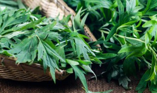 艾草敷眼睛很辣怎么回事 艾草敷眼睛会过敏吗？