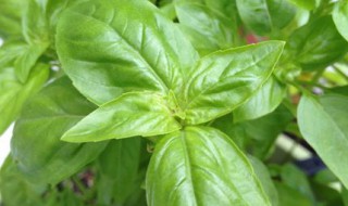 罗勒的种植方法 罗勒的种植方法和管理技术